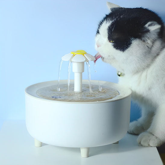 Fontaine À Eau Pour Chat